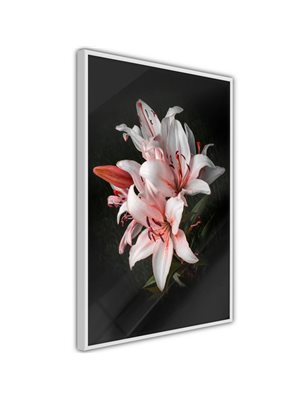 Poster  Pale Pink Lilies